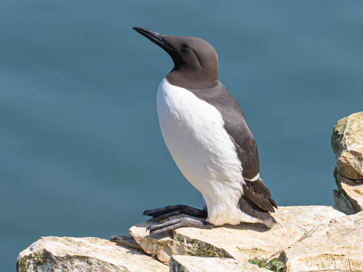 Common Guillemot (Uria aalge).jpg
